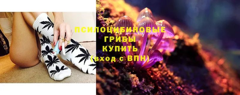 Галлюциногенные грибы Psilocybe  Новопавловск 